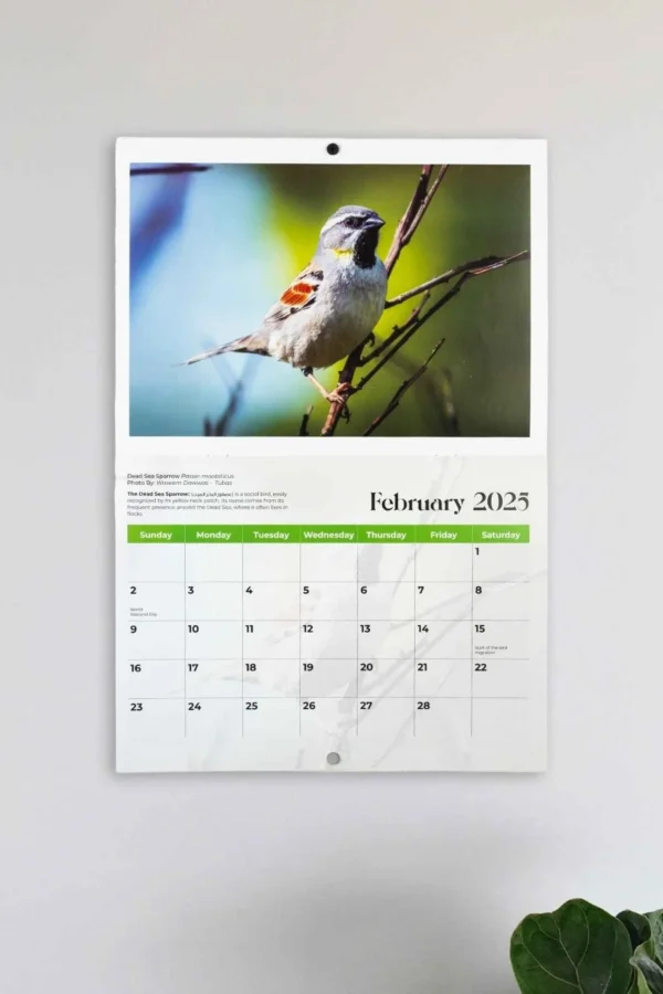 birds-of-palestine-calendar-land-of-beauty-16